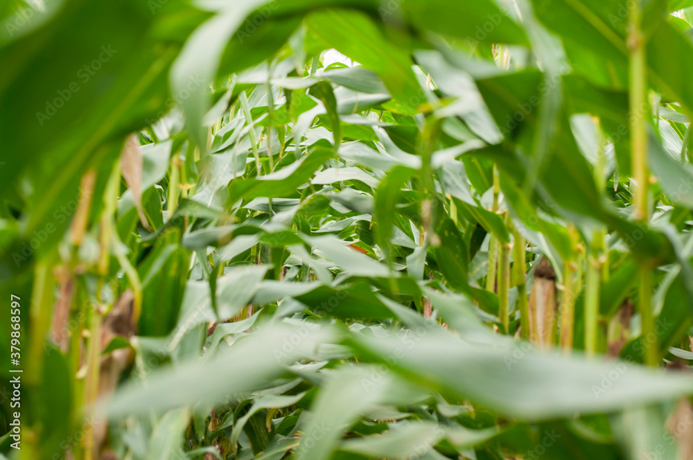 Obraz premium Path going through corn field