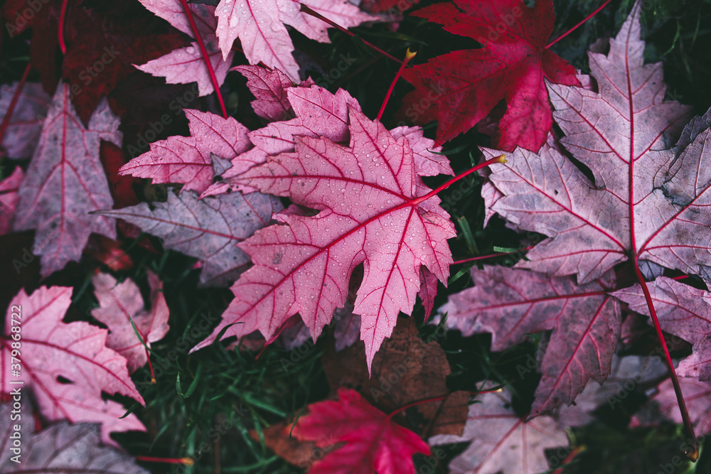 autumn purple leaves autumn purple leaves