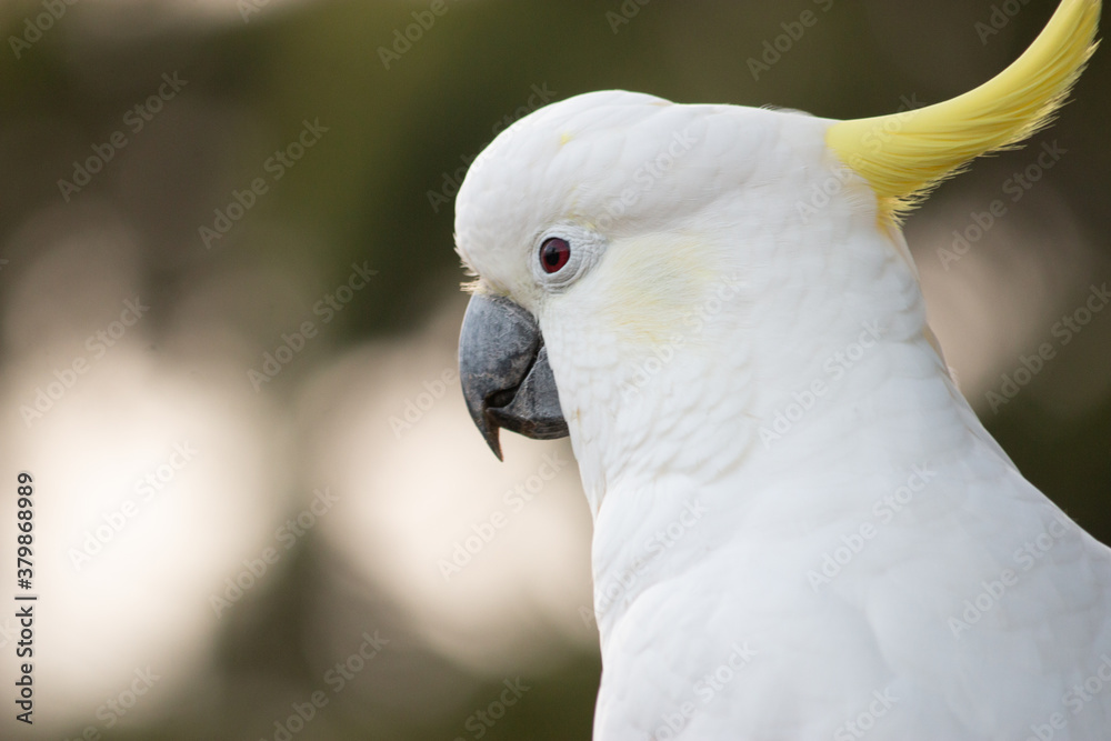 Cockatoo female headshot close up close up Cockatoo female headshot close up close up