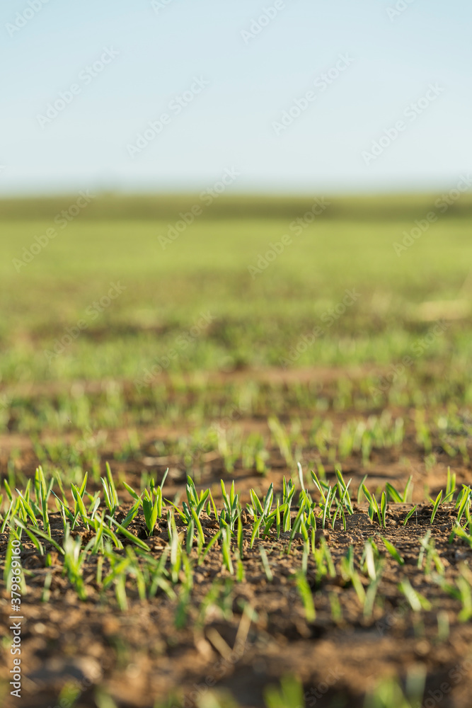 Field with green shoots of spring wheat Field with green shoots of spring wheat