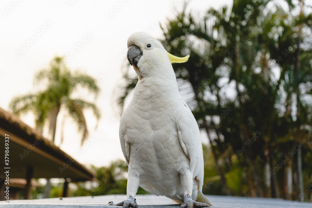 a cockatoo with palm tree leaves curious wildlife bird animal a cockatoo with palm tree leaves curious wildlife bird animal