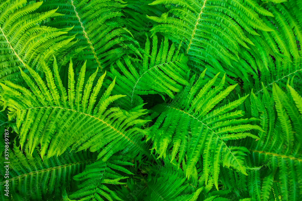 Green fern leaves, natural background Green fern leaves, natural background