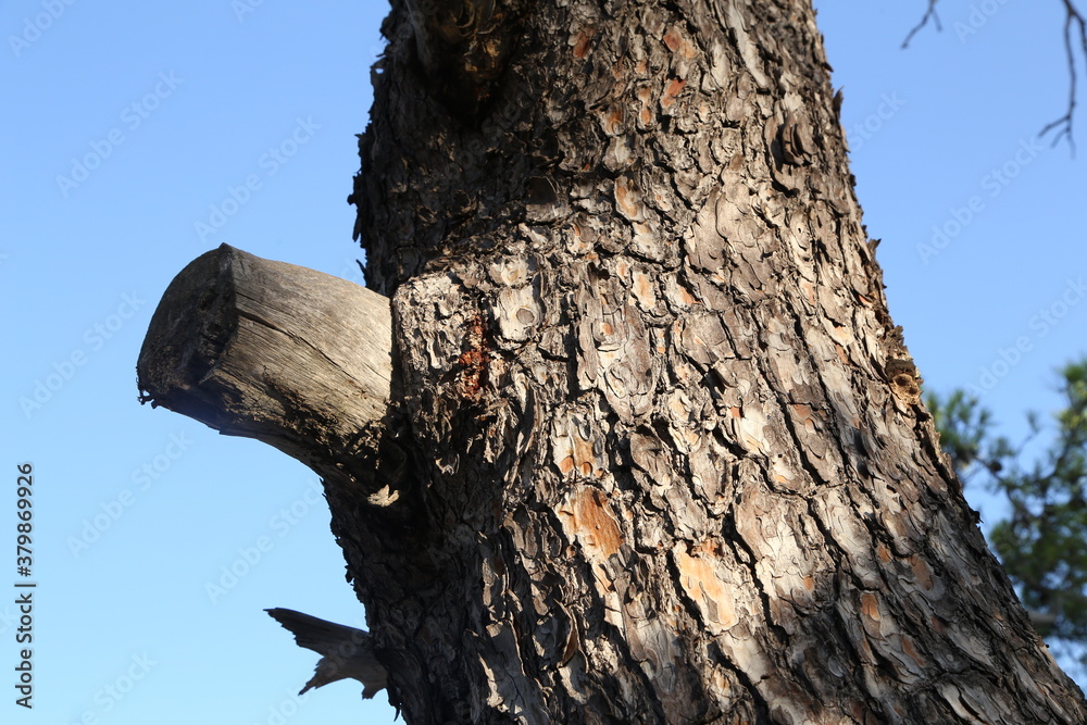 The Bark Southern pine in Croatia close up The Bark Southern pine in Croatia close up
