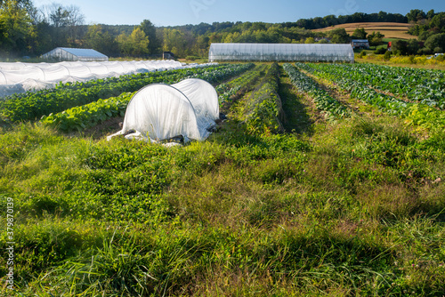 Full frame image of an organic vegetable garden in golden hour sunlight. Rows of green vegetables and white row covers with greenhouse in production in the background. photo