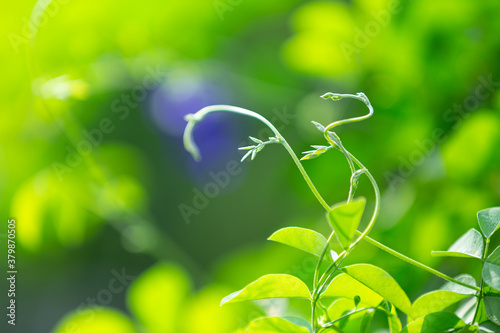 Green plant leaves background,Nature spring concept