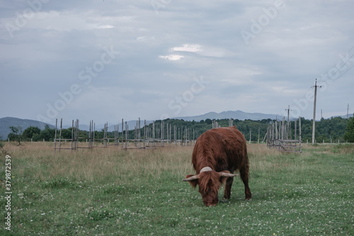  Shetland brown Bos taurus in the meadow beautiful landscape mountain background. photo