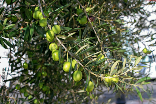 Branch with olive fruits photo