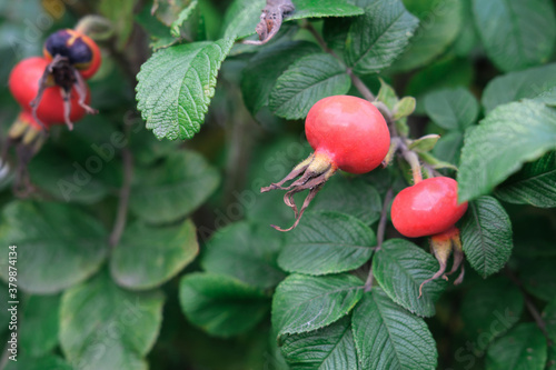 rose hips beris with green leaves. immunity boosters concept. fall cold prevention, natural vitamin C supply. health protection ingredient for hot herbal tea.  photo