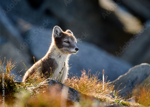 Wild Arctic mountain fox  Vulpes lagopus  in Dovre mountains  Norway  in sun outside den.