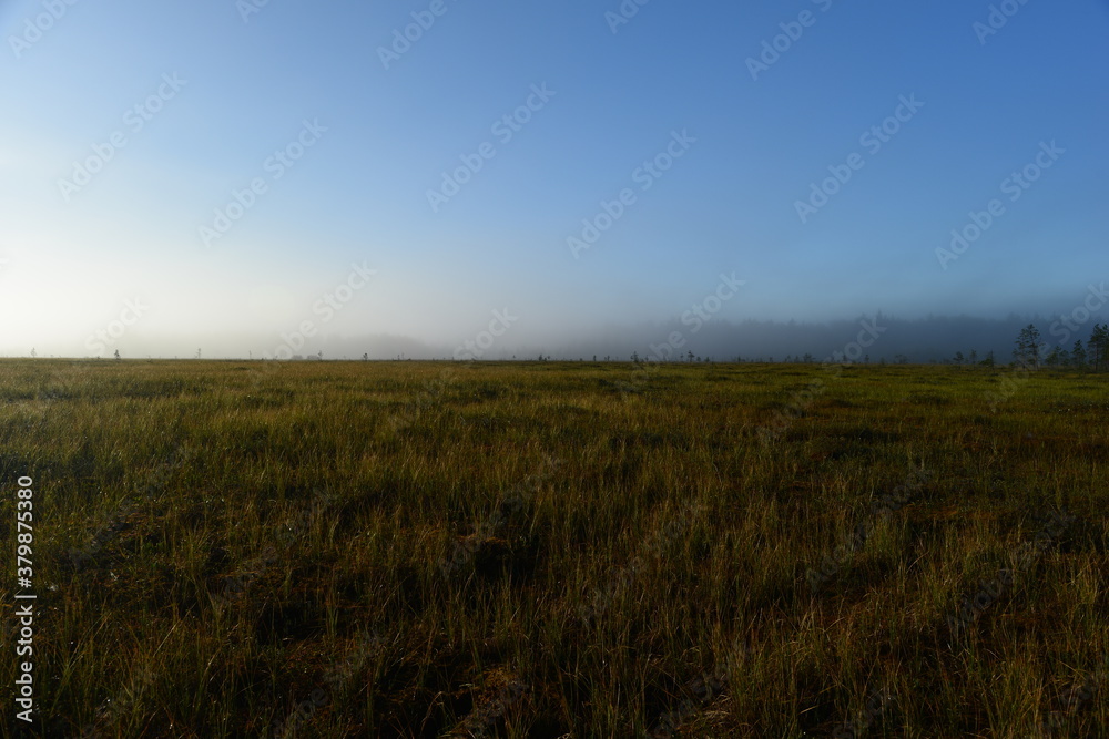 Morning freshness of forest swamp in sunlight at sunrise in fog