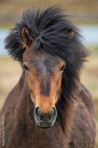 portrait of an Icelandic horse © Nina