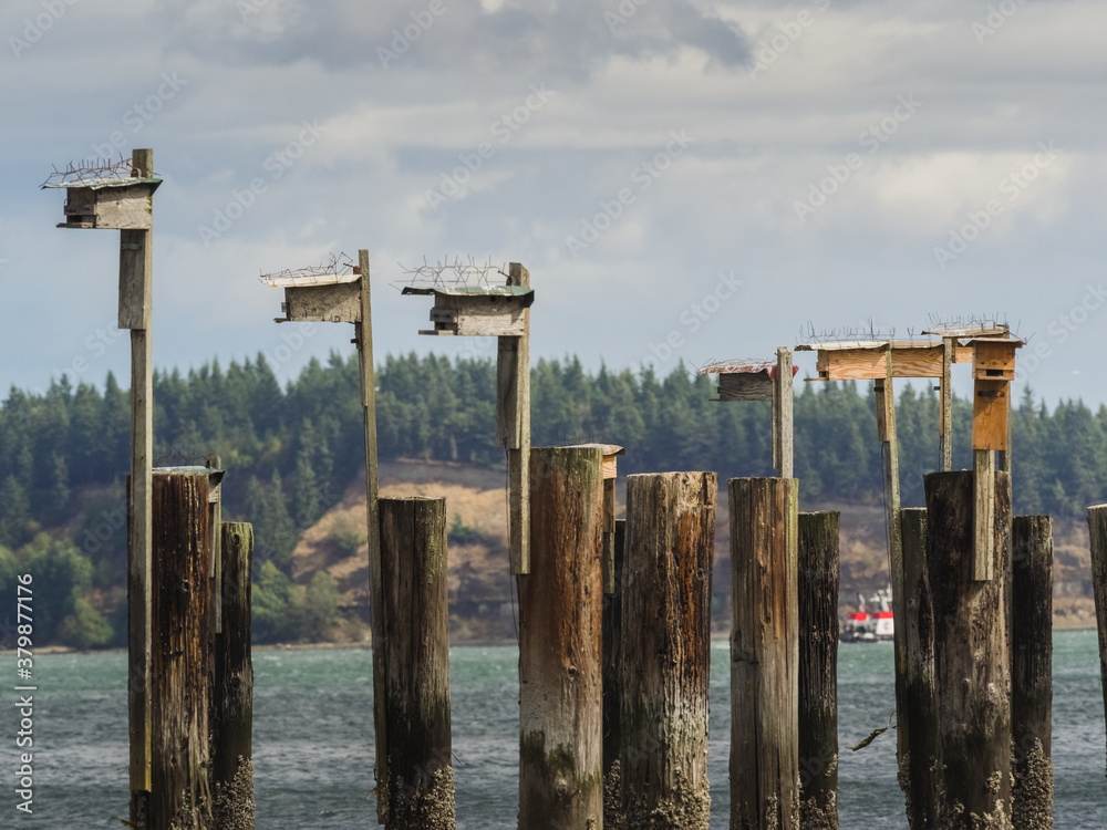 Bird Houses atop cement pilings by seaside,washington Bird Houses atop cement pilings by seaside,washington