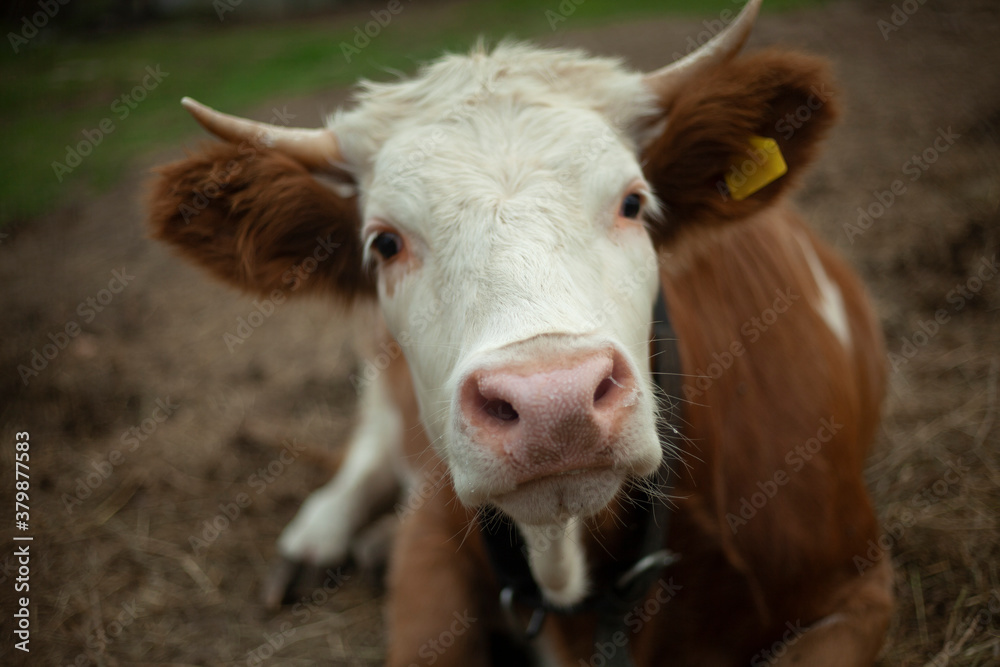 Cow on the farm. Animal with horns. 
