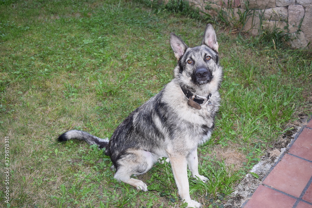 Sesión a perro lobo mientras ejerce de guardián en una casa Sesión a perro lobo mientras ejerce de guardián en una casa