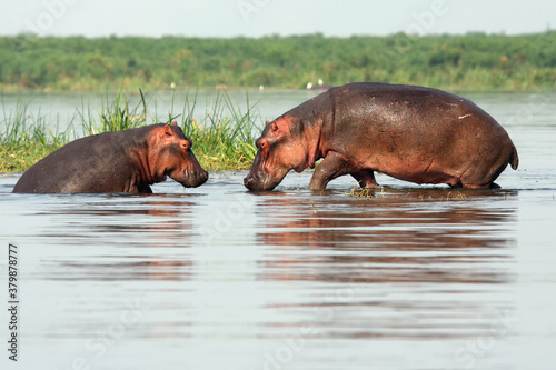 The common hippopotamus (Hippopotamus amphibius), or hippo, two hippos in shallow water