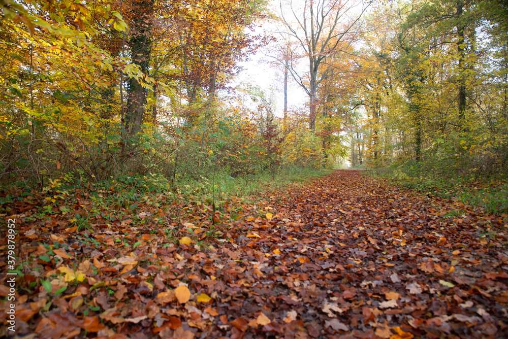 le chemin et les feuilles en automne