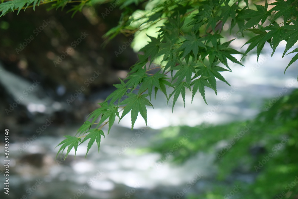 Fototapeta premium もみじ（Maple)