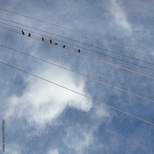 Birds on A Wire with Blue Skies photo