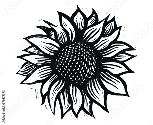 Vector sunflower. Sunflower illustration. Flower engraving.Sunflower flower vector. Sunflower engraving.