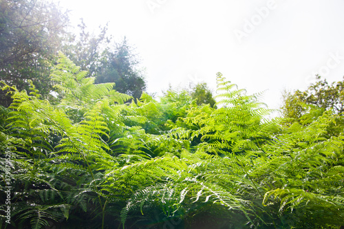 Green fern