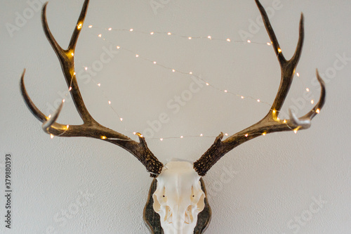 European mounted deer skull with white lights on the antlers. photo