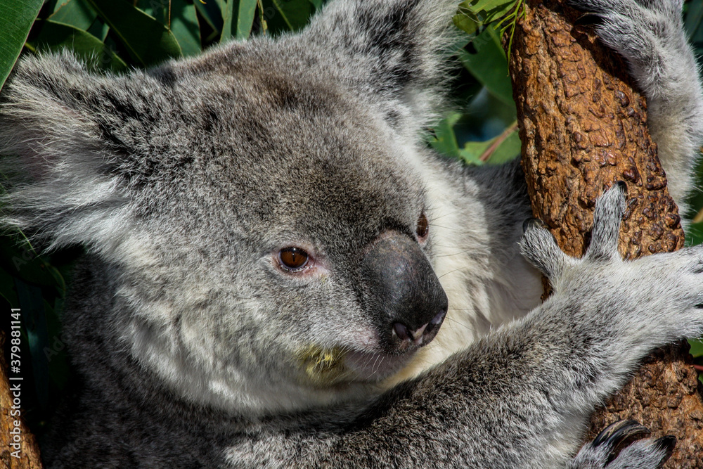 Fototapeta premium Koala in a tree in Australia
