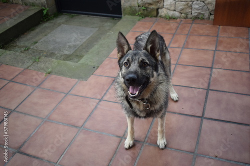Sesión a perro lobo mientras ejerce de guardián en una casa