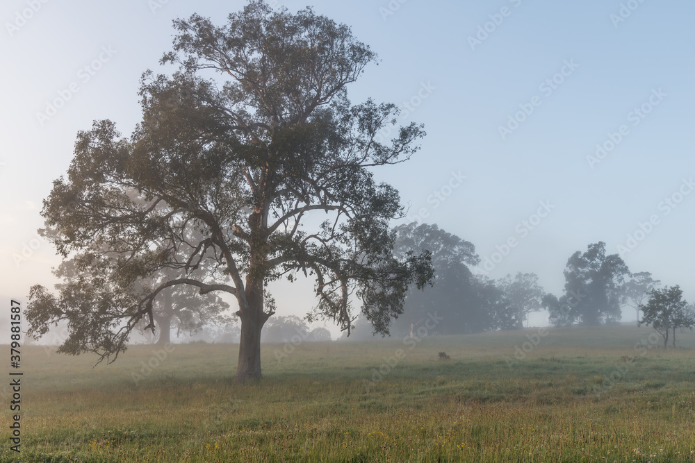 Rural Countryside and large gum tree in the early morning fog
