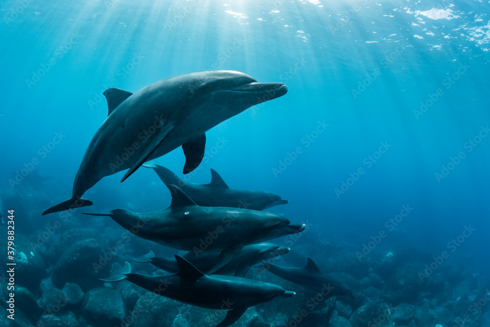 Naklejka premium Dolphin