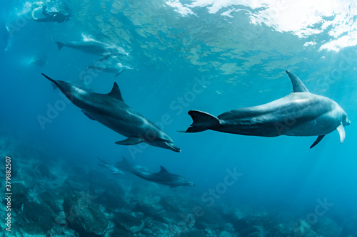 Dolphin © divedog