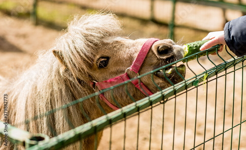 
ponies eat grass in a cage at the zoo