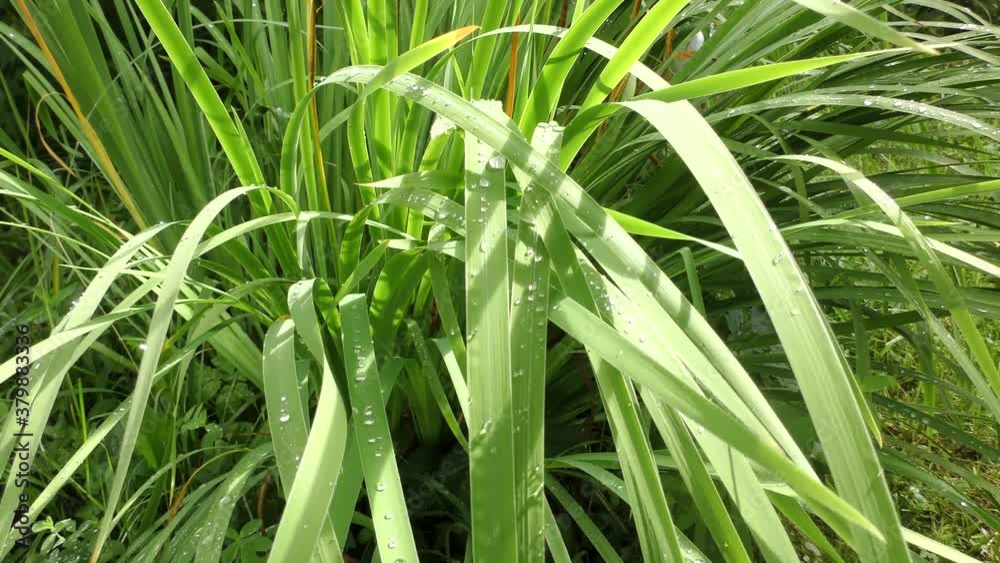 The wind shakes the grass with rain drops The wind shakes the grass with rain drops