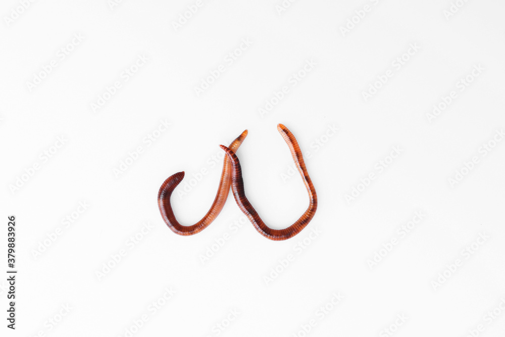 two rainworms on white