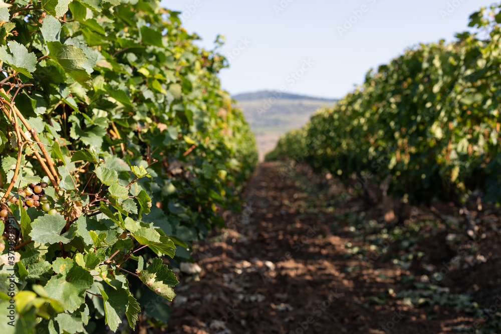 Vineyard in Romania