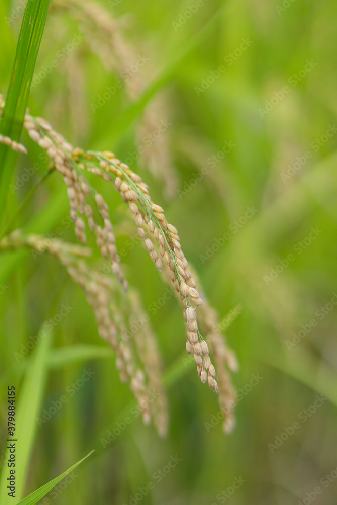 収穫間際の稲
