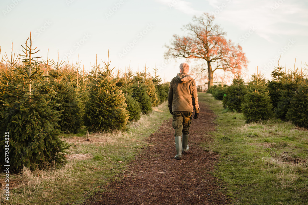 Man selecting his Christmas Tree from the field Man selecting his Christmas Tree from the field