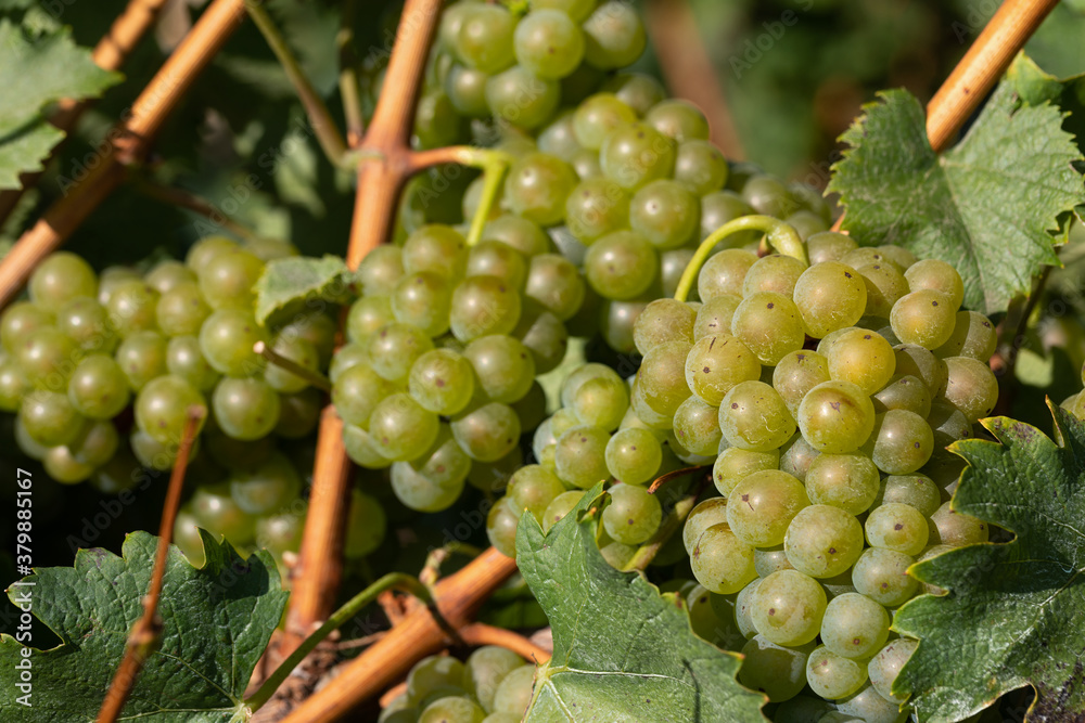 Fototapeta premium Vineyard in Romania
