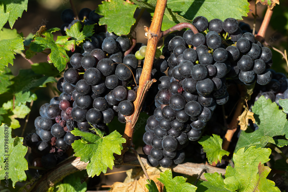 Vineyard in Romania