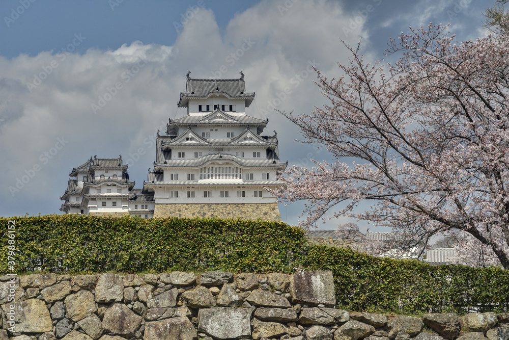 世界遺産姫路城と桜