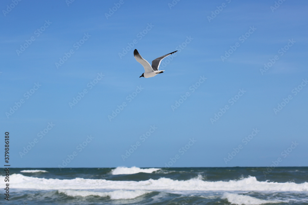 A Sea Bird Flying Over The Atlantic Ocean A Sea Bird Flying Over The Atlantic Ocean
