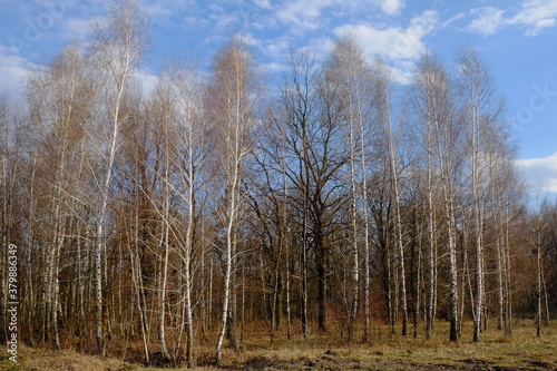 Blue sky with white clouds over a small birch grove. Landscape.