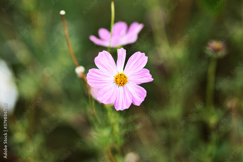 cosmos flower in the garden cosmos flower in the garden