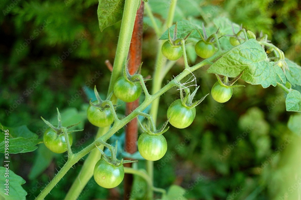 Tomates
