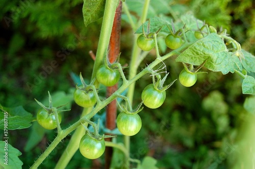 Obraz na płótnie Tomates w salonie