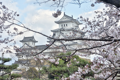 世界遺産姫路城と桜 photo