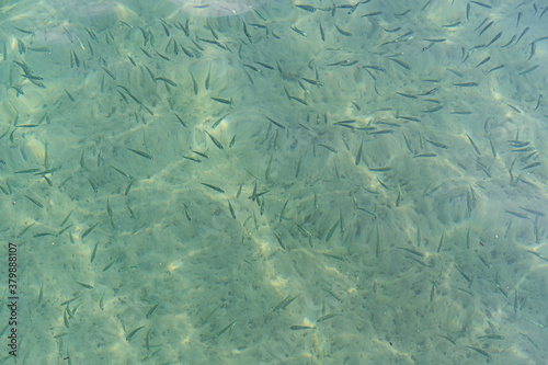 Fish schooling under the surface.