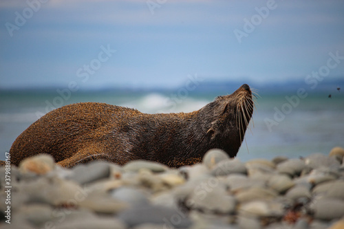 Fur Seal on the Beach