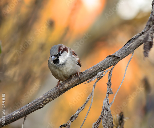 House sparrow sitting on the stem of a dead sunflower photo