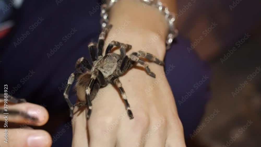 Large spider sitting on male hand. Halloween concept. Exhibition insects. Unusual pets concept Large spider sitting on male hand. Halloween concept. Exhibition insects. Unusual pets concept
