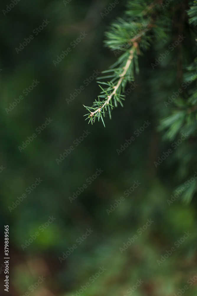 Close up of tiny conifer twig on the tree Close up of tiny conifer twig on the tree